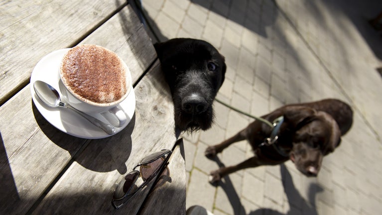 Dogs hoping for a treat outside at the cafe at Castle Drogo, Devon.